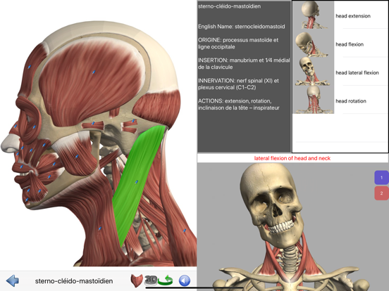 Screenshot #4 pour Visual Anatomy