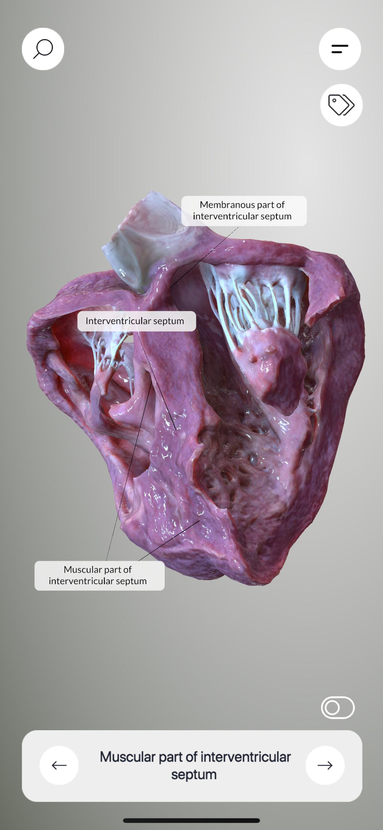3D Heart Anatomy