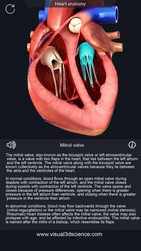 My Heart Anatomy