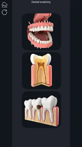 Game screenshot My Dental Anatomy mod apk