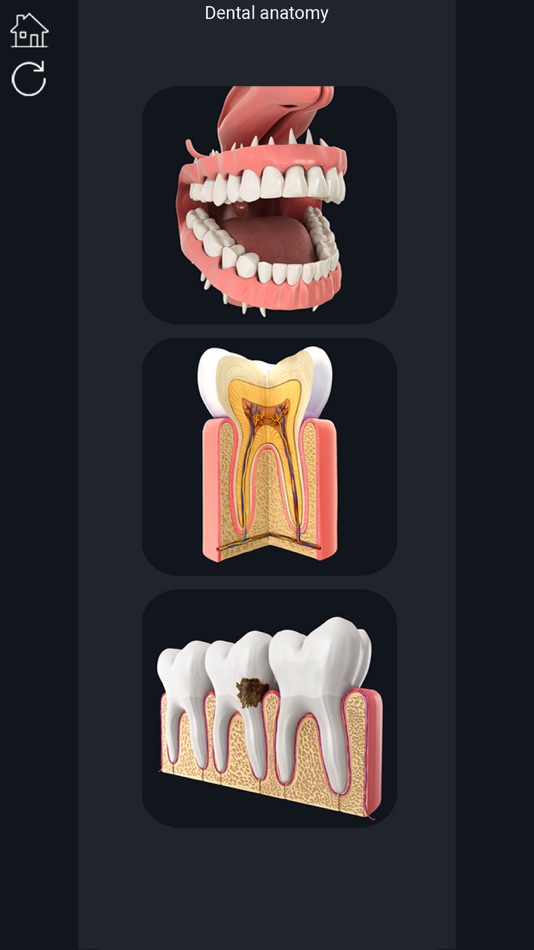 My Dental Anatomy - Dental Anatomy 1.4 - (iOS)