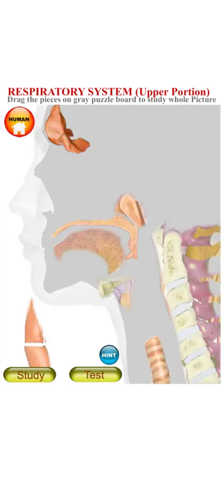 ANATOMY 3D Pro