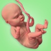 Icon Pregnant Mom Birth Simulator