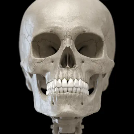 Skeleton 3D Anatomy Cheats