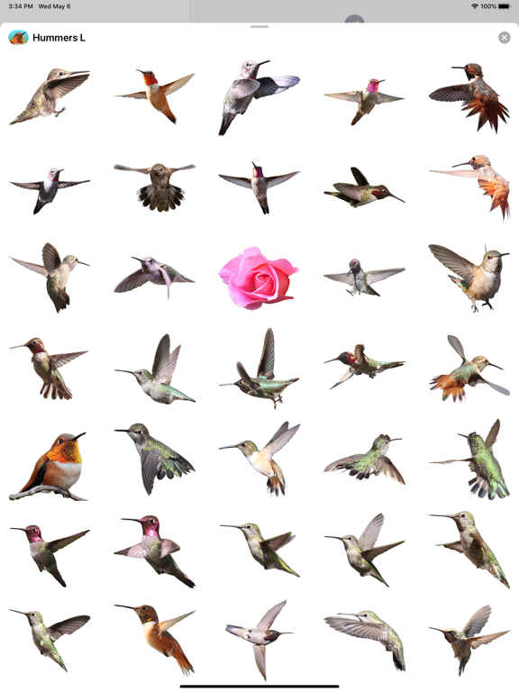 Screenshot #4 pour Hummingbirds - Large (Retina)