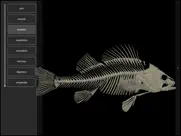 3d fish anatomy ipad images 2