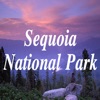 Sequoia-National-Park icon