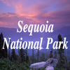 Sequoia-National-Park - SentientIT Software Solution