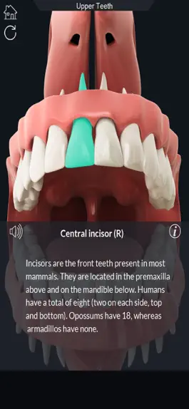 Game screenshot My Dental Anatomy apk