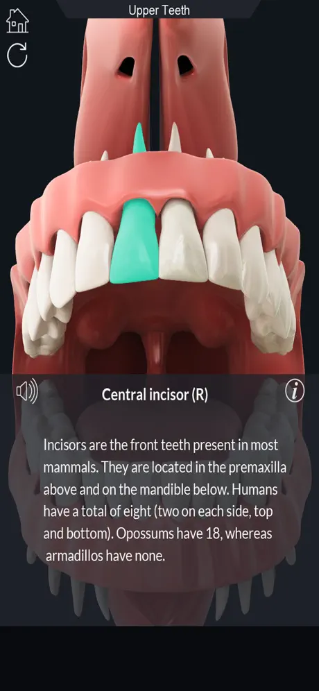 My Dental Anatomy