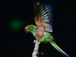 Bird Sounds, Listen & Relax iPad image 3