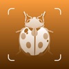 Insect ID - Bug Identifier icon