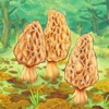 Morels icon