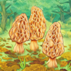 Morels - MOSSBARK GAMES LLC