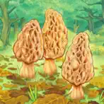 Morels