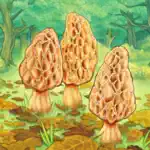 Morels App Contact