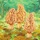 Morels