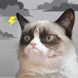 Grumpy Cat's Funny Weather icono