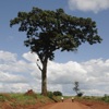 Useful Trees of East Africa icon