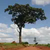 Useful Trees of East Africa delete, cancel