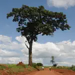 Useful Trees of East Africa App Contact