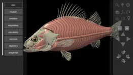 3d fish anatomy iphone images 4