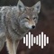 Icon Hunting Calls: Coyote