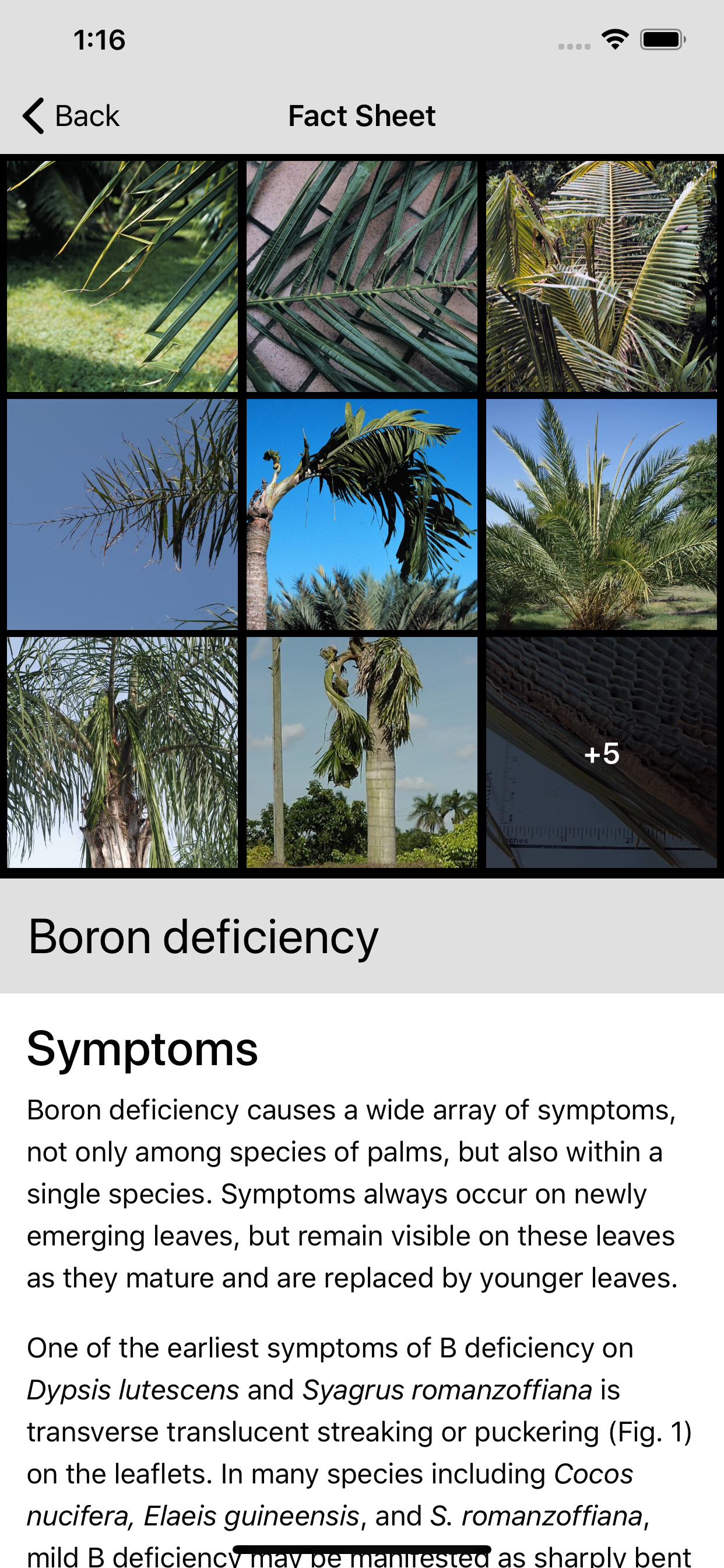 Palm Symptoms Key screenshot 4