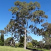 Australian Tree ID icon