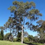 Get Australian Tree ID for iOS, iPhone, iPad Aso Report