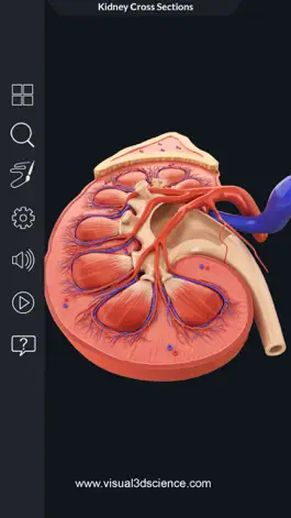 Game screenshot My Kidney Anatomy hack