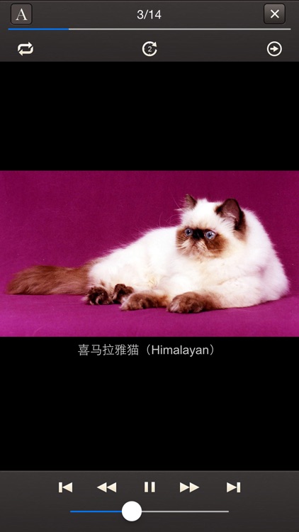 世界名猫 screenshot-3