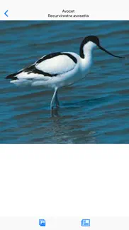 collins british wildlife iphone images 3