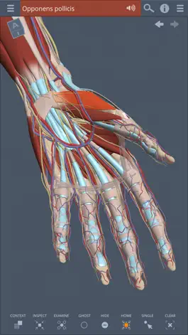 Game screenshot Primal's 3D Forearm & Hand mod apk