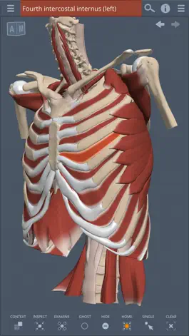 Game screenshot Primal's 3D Thorax mod apk
