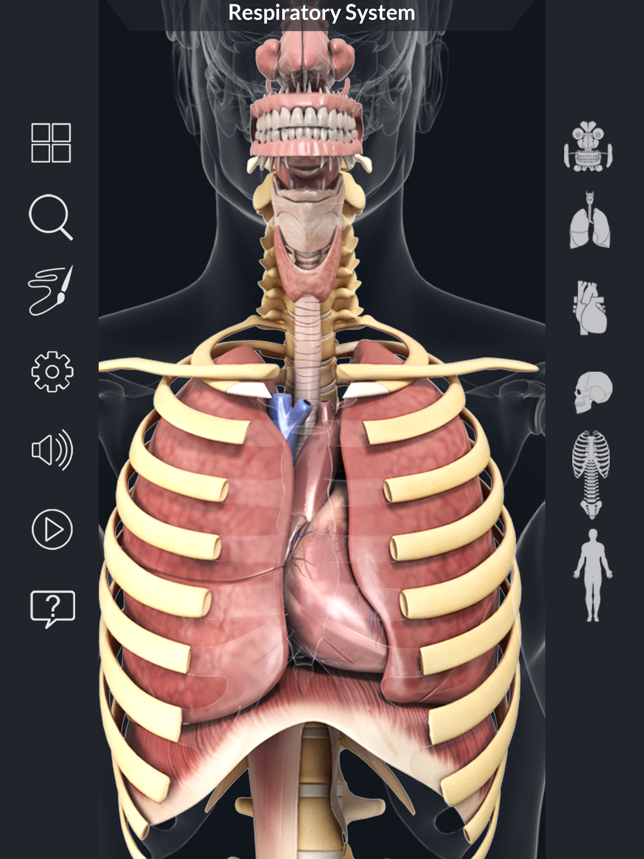 My Respiratory System Anatomy screenshot 10