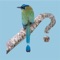 Full-featured birding field guide for Panama