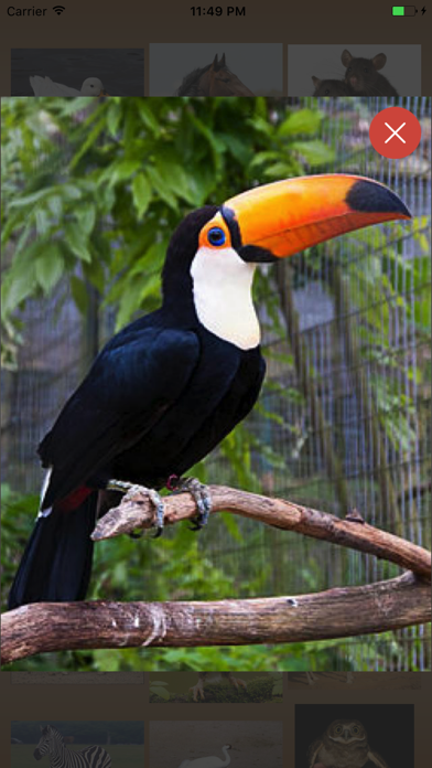Birds And Animals Call Screenshot