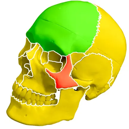 Skull Bones Easy Anatomy Cheats