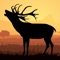 Icon Elk Calls - Bull Hunting