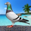 Pigeon Bird Flying Game Sim 3D icon