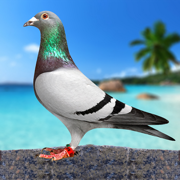 鸽子鸟飞行游戏 sim 3D