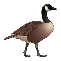 Canada Goose Stickers