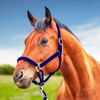 馬シミュレーターカウボーイゲーム - iPadアプリ