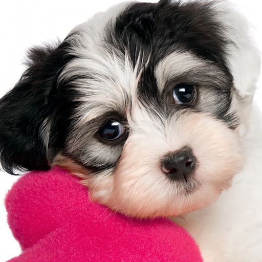 Cute Puppy Jigsaw Puzzle Games Icon