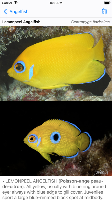 Tahiti Fish ID Screenshot