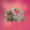 Cute Rabbit Meme icon