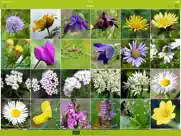 fleurs sauvages suisse finder iPad Captures Décran 2