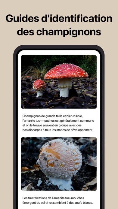 Picture Mushroom - Champignon