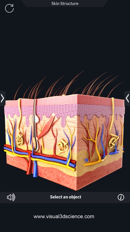 Human Anatomy screenshot-7